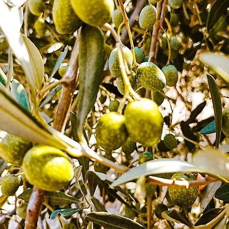 Masseria Cortese Latiano