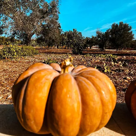 度假村 Masseria Cortese *